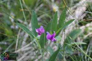 Lathyrus vernus (7)